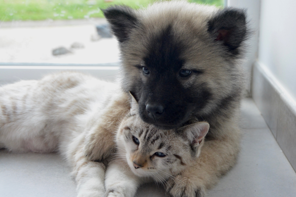 Armonia Domestica: Guida Alla Convivenza Pacifica tra Cani e Gatti Amici e Natura iTALIA Armonia Domestica: Guida Alla Convivenza Pacifica tra Cani e Gatti Amici e Natura iTALIA